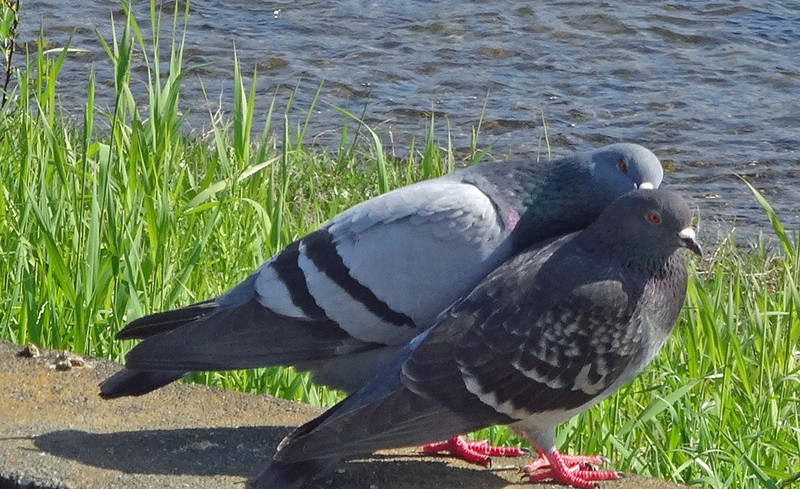150505_hato